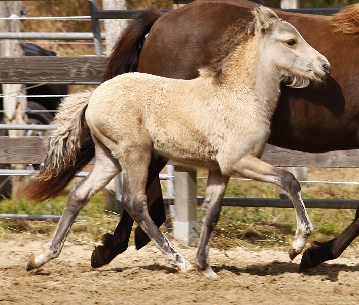 Elrir von Heidmoor.jpg